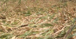Nature's Fury Strikes the Dhad Region: Stormy Rains and Hail Flatten Maize and Wheat Crops.