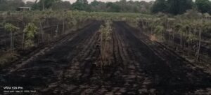 Mango orchard burnt to ashes