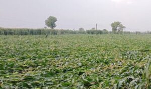 3802 hectares of crops damaged