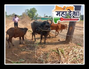 Ruthlessly transporting cattle; Villagers rescued