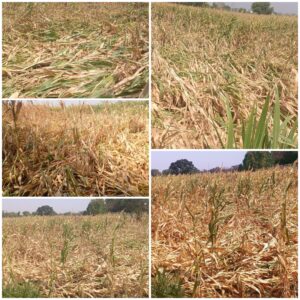 Nature's Fury Strikes the Dhad Region: Stormy Rains and Hail Flatten Maize and Wheat Crops.