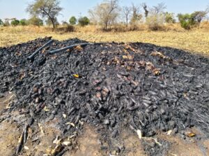 Three and a half lakh maize burnt