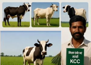 3 lakh instructions under Kisan Credit Card