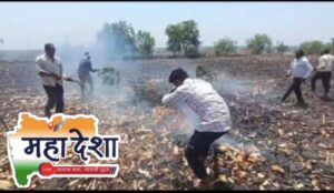 Fire in Maize Field: Loss of Approximately Rs5 Lakhs