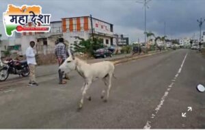 Human lives were saved, but the donkeys were sacrificed.