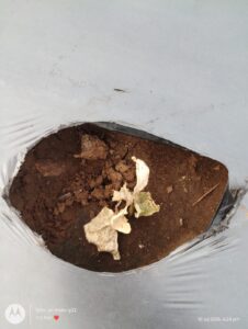 Cucumber and bitter gourd crops scorched due to pesticide spraying.