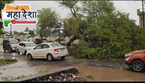 Tree collapses; disaster averted.