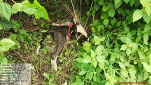 Leopard terror in Malvandi area