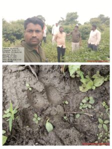 Leopard terror in Malvandi area