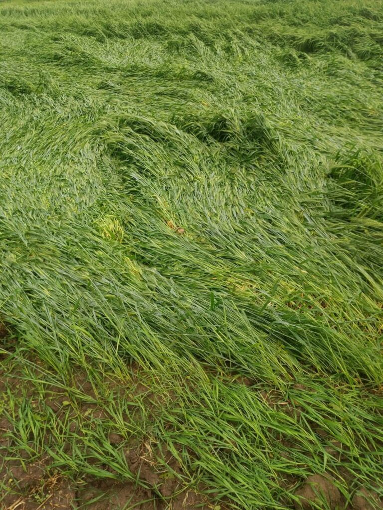 5377 hectares of crops destroyed