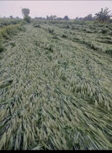 5377 hectares of crops destroyed