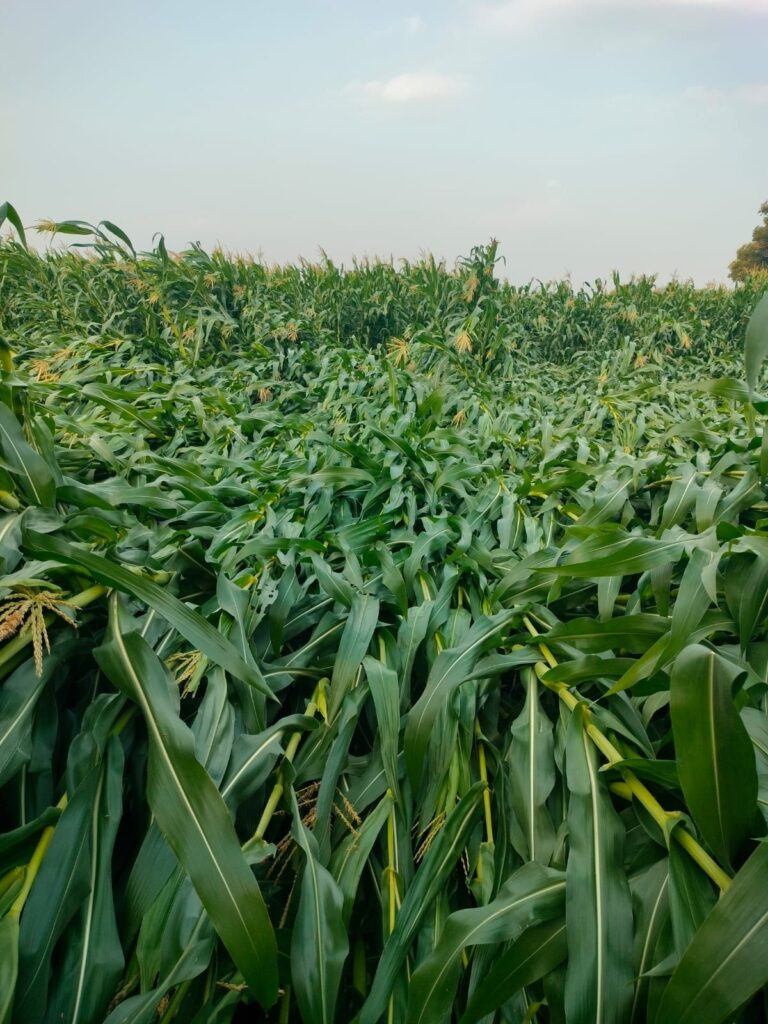 5377 hectares of crops destroyed