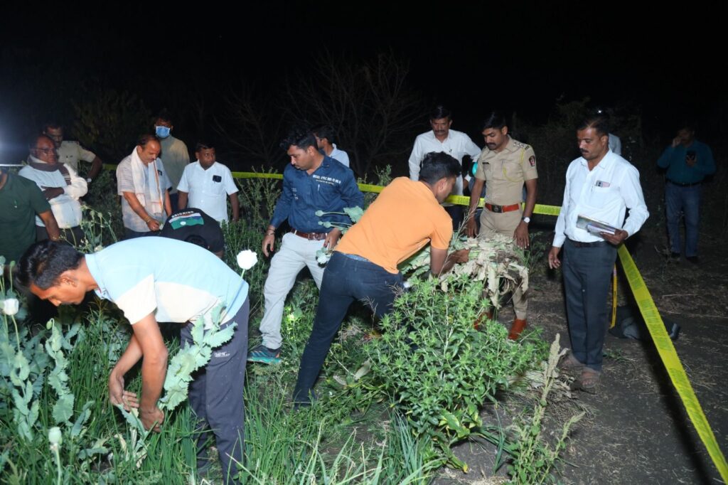 Raid on opium plantation; Plants worth 1.25 crores seized along with bonds