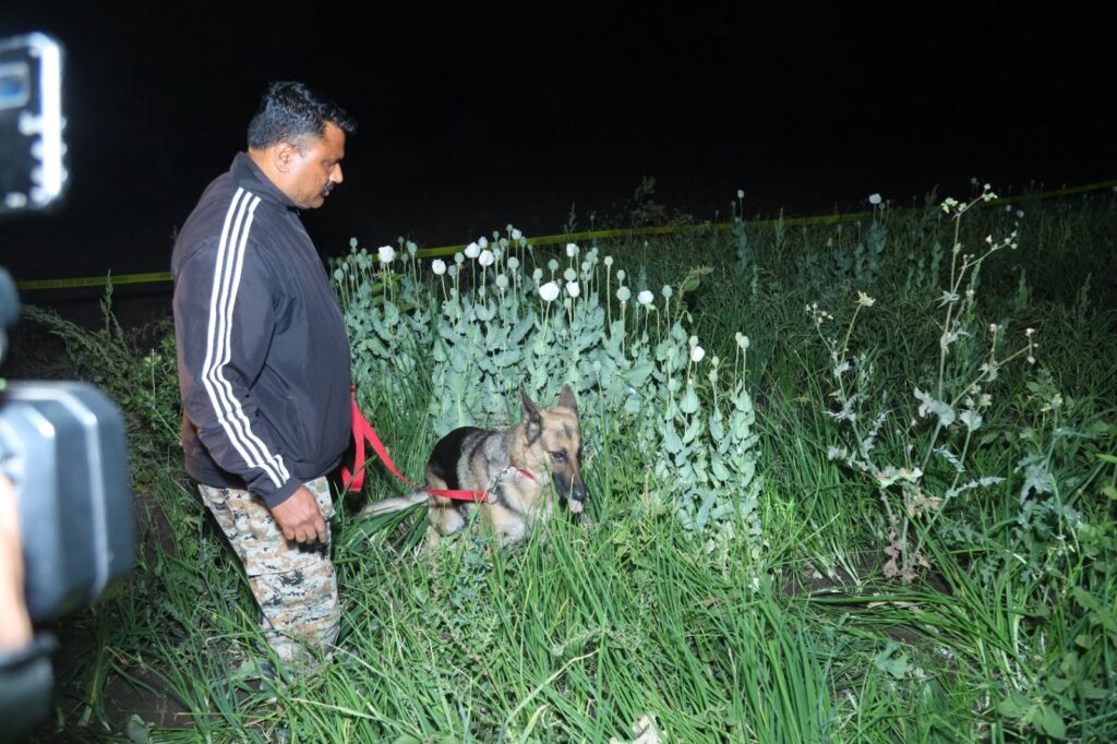 Opium crop poses a threat to the eyes