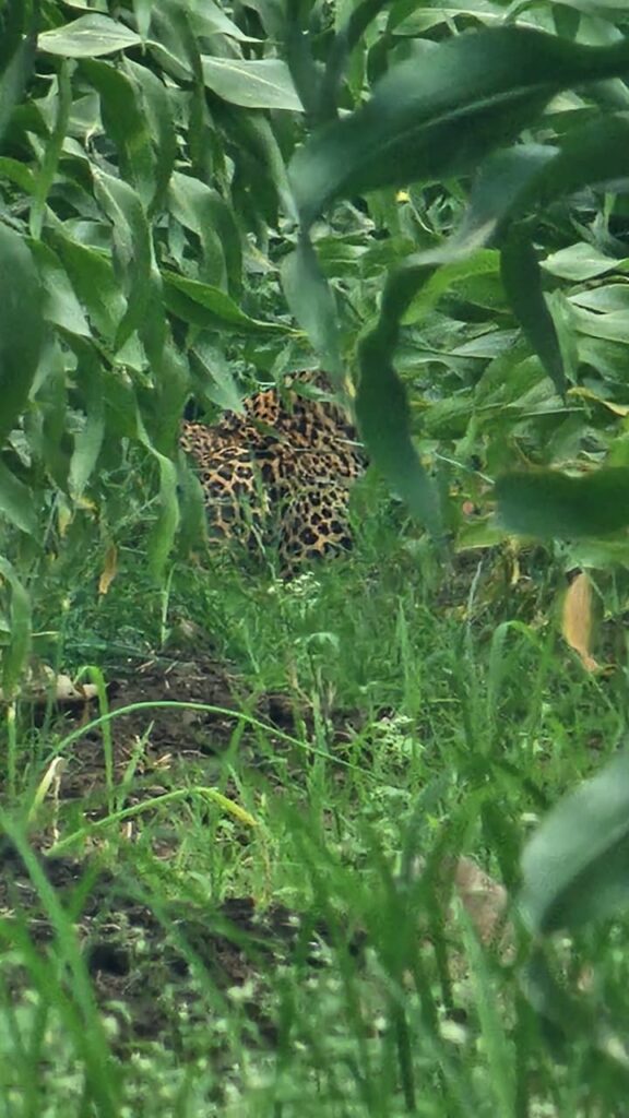 The woman climbed a tree as soon as she saw a leopard