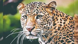 The woman climbed a tree as soon as she saw a leopard