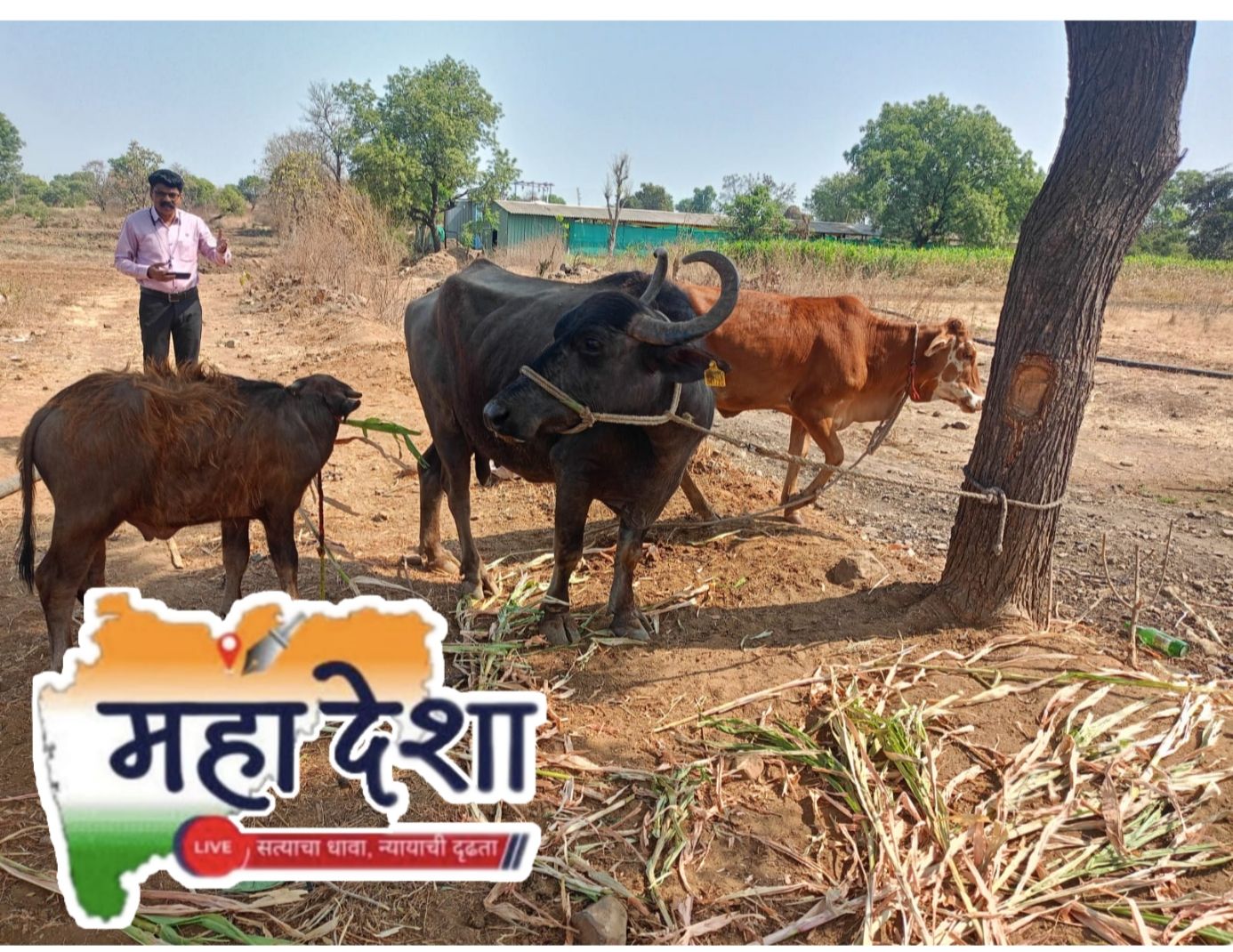 Rescue of cattle trapped in vehicle