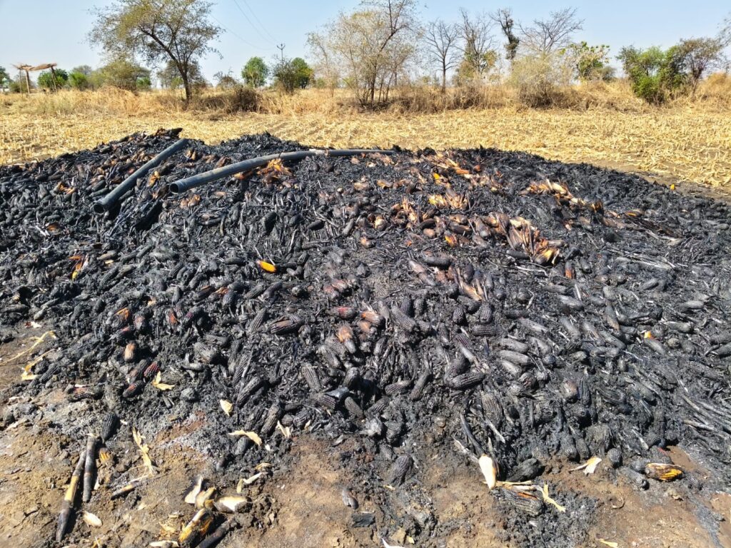 Three and a half lakh maize burnt