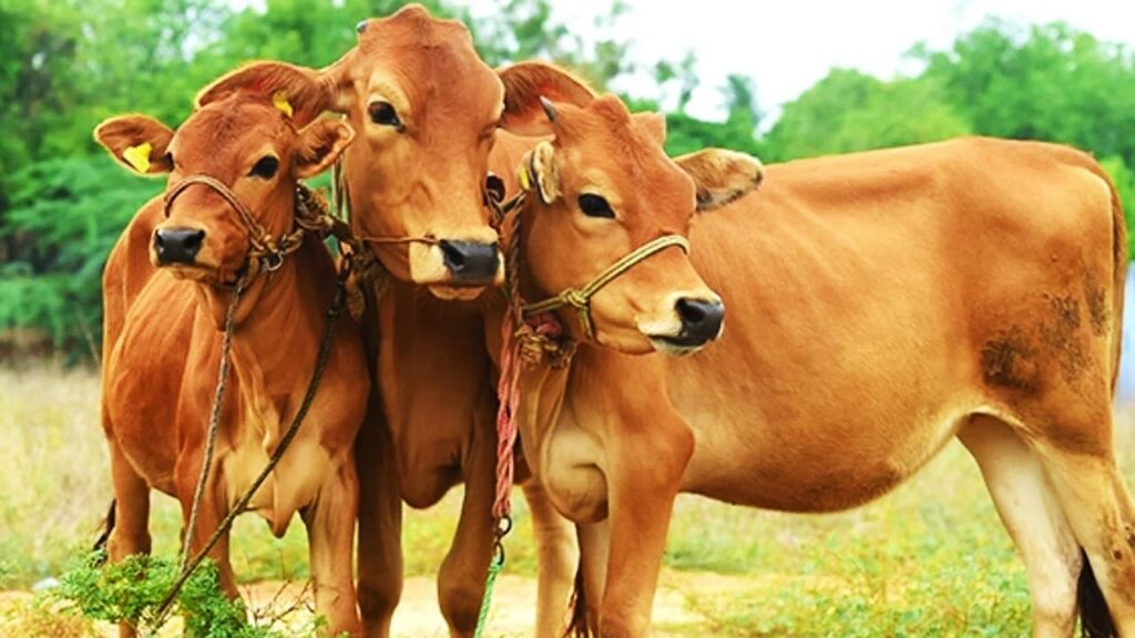 Take care of livestock from heat waves