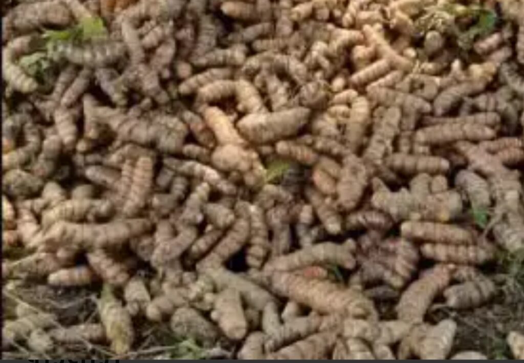 Thirty quintals of turmeric seeds were stolen