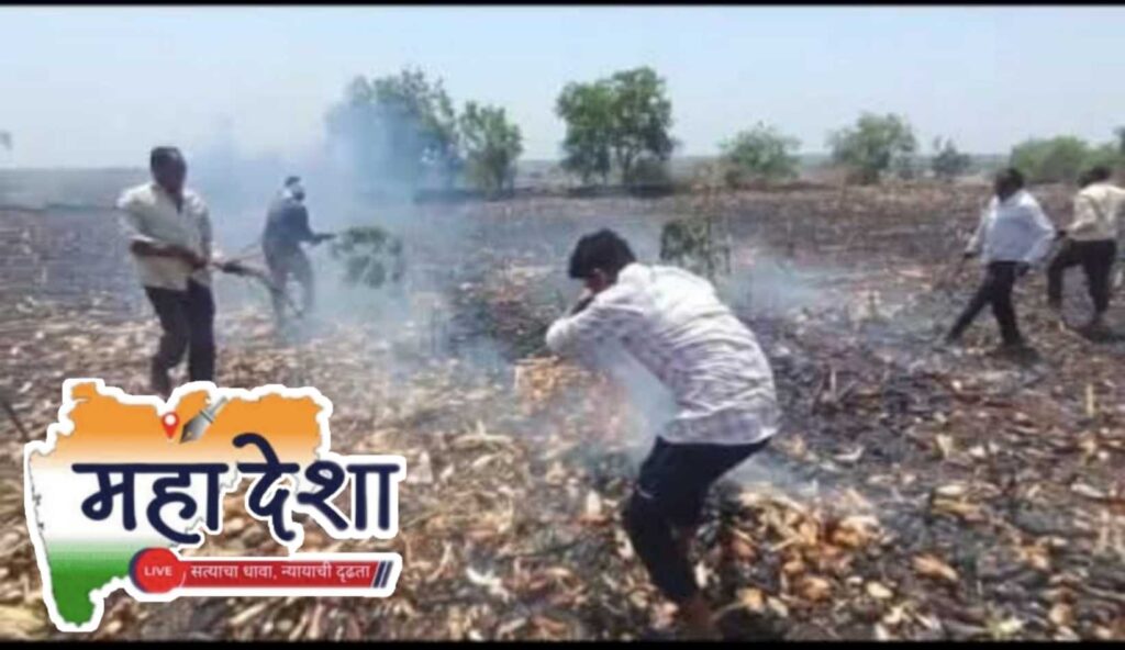 Fire in Maize Field: Loss of Approximately Rs5 Lakhs