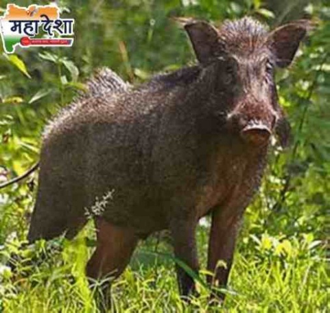 Wild boar hunting: Five hunters arrested.