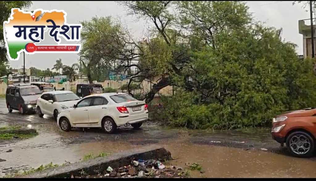 Tree collapses; disaster averted.